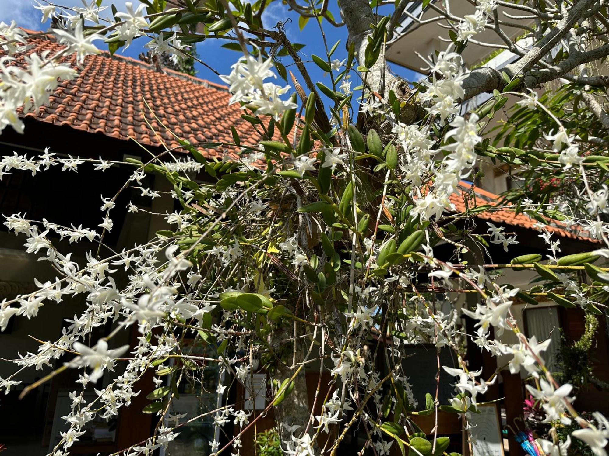 Brata Cottage Ubud Exterior foto